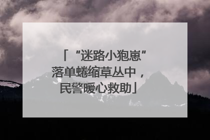 “迷路小狍崽”落单蜷缩草丛中，民警暖心救助
