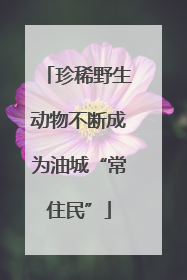珍稀野生动物不断成为油城“常住民”