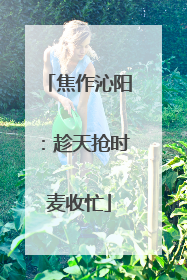 焦作沁阳：趁天抢时麦收忙