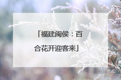 福建闽侯：百合花开迎客来
