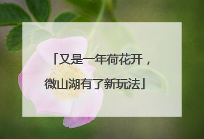 又是一年荷花开，微山湖有了新玩法