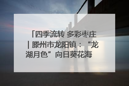 四季流转 多彩枣庄｜滕州市龙阳镇：“龙湖月色”向日葵花海 绘就乡村振兴新画卷