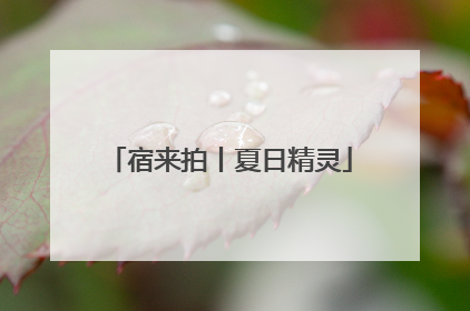 宿来拍丨夏日精灵