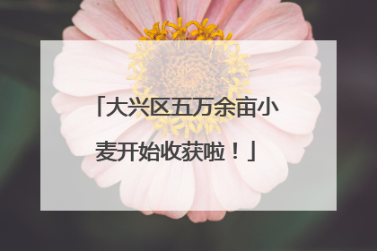 大兴区五万余亩小麦开始收获啦！