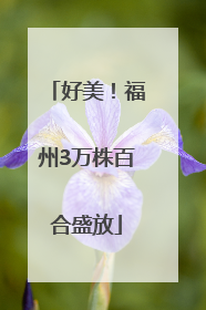 好美！福州3万株百合盛放