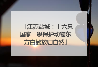 江苏盐城：十六只国家一级保护动物东方白鹳放归自然