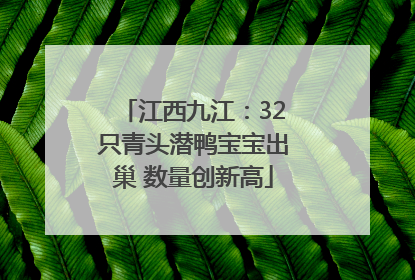 江西九江：32只青头潜鸭宝宝出巢 数量创新高