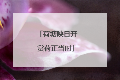 荷塘映日开 赏荷正当时