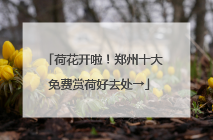 荷花开啦！郑州十大免费赏荷好去处→