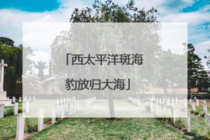 西太平洋斑海豹放归大海