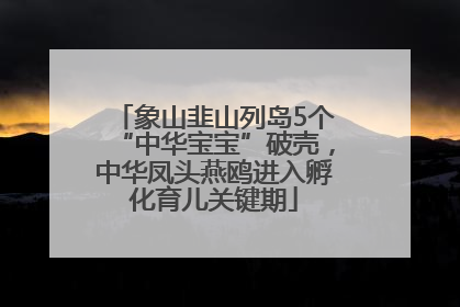 象山韭山列岛5个“中华宝宝”破壳，中华凤头燕鸥进入孵化育儿关键期