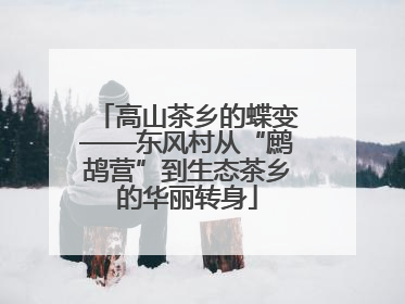 高山茶乡的蝶变——东风村从“鹧鸪营”到生态茶乡的华丽转身