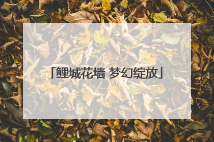 鲤城花墙 梦幻绽放