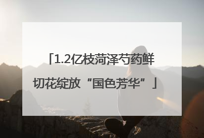 1.2亿枝菏泽芍药鲜切花绽放“国色芳华”
